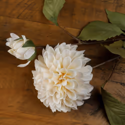 White Dahlia Stem
