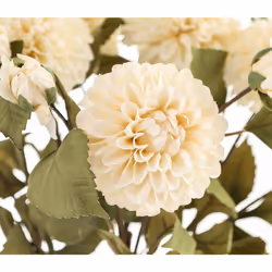 White Dahlia Stem