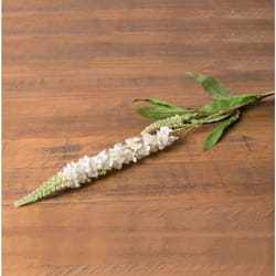 White Veronica Stem