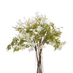 Italian White Bellflower