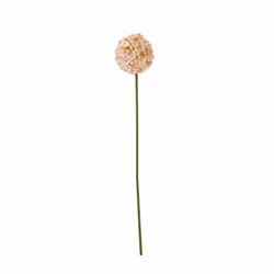The Natural Garden Collection White & Apricot Allium