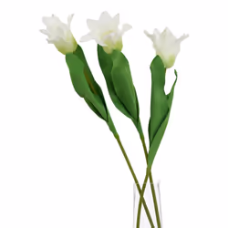 The Natural Garden Collection White Parrot Tulip
