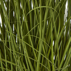 Large White Allium Plant In Pot