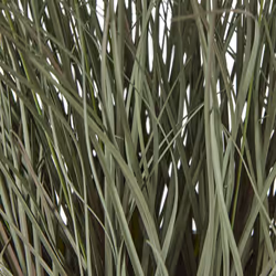 Fountain Grass Plant In Pot