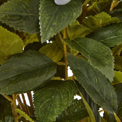 Large Green Hydrangea Plant In Pot