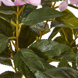 Large Pink Hydrangea Plant In Pot