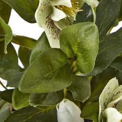 Green Hellebore Plant In Taupe Pot