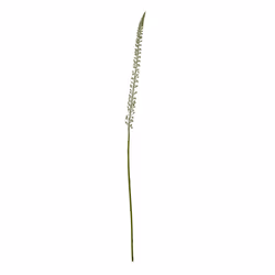 White Eremurus Stem
