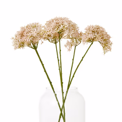 Pink Crown Hydrangea Stem
