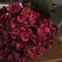 Autumn Ruby Hydrangea