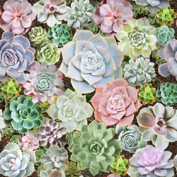 Arthouse Succulent Living Wall Multicoloured Wallpaper Flowers