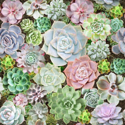Arthouse Succulent Living Wall Multicoloured Wallpaper Flowers