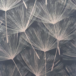 Harmony Dandelion Charcoal/Rose Gld