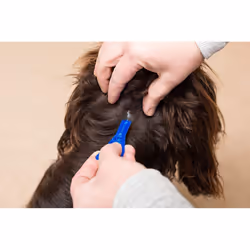 FRONTLINE Spot On Flea & Tick Treatment for Large Dogs (20-40 kg) - 3 Pipettes