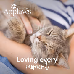 Applaws Natural Wet Cat Food, Multipack Chicken and Fish Selection in Broth 70 g Tin (Pack of 12)