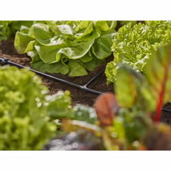 Gardena Micro-Drip-System T-Piece 4.6 mm (3/16 inch): for branch connection of supply pipes and irrigation lines, kink-free installation, Easy &