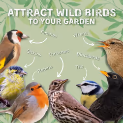 Copdock Mill Peanuts for Wild Birds - Peanut Kernels Bird Feed 12.75kg - High In Energy, Protein Rich Wild Bird Peanuts - Bird Seeds for Small Garden