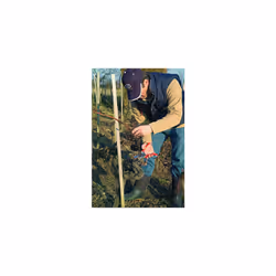 FELCO Model 11 Secateurs (Large)