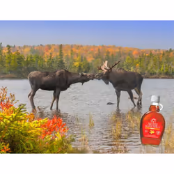 47Â° North Canadian Organic Maple Syrup, Single Source, Grade A, Amber Rich 1000ml vegan, gluten free for pancakes, dressing, joghurt, coffee