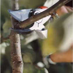 Gardena Premium Secateurs B+/L: Premium Bypass Branch Pruner for Thick Branches and Twigs, Robust Aluminium Grips, Replaceable Blade, Maximum Cutting