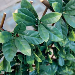 Tenax 1A150277 Synthetic Hedge on Extendible Trellis 200 x 4 x 100 cm Green