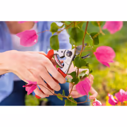 Felco Right handed Secateurs Model 15 Small Hands Forged Alloy Ergonomic Rotating handle Lifetime Guarantee Floristry Gardening Horticulture Vineyard