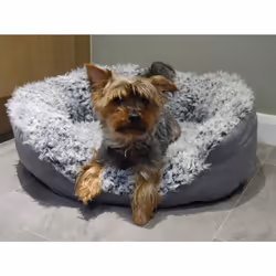 Rosewood Grey Lion Oval Dog Bed, Medium, 67x57cm