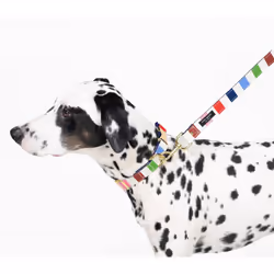 Kate Spade New York Cute Dog Collar, Gold Metal Buckle Dog Collar, 15.5" to 24" Adjustable Dog Collar for Female or Male Dogs, Stylish Dog Collar for
