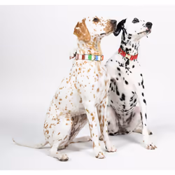 Kate Spade New York Cute Dog Collar, Gold Metal Buckle Dog Collar, 15.5" to 24" Adjustable Dog Collar for Female or Male Dogs, Stylish Dog Collar for