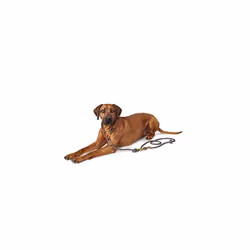 HUNTER Adjustable leash Sansibar Rantum, 12/200 Rope, grey