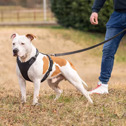 Ferplast Giotto Luxor Dog Harness, 50-70 cm/ 75-95 cm, Black
