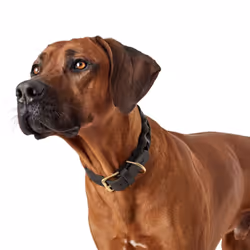 HUNTER Sansibar Solid Dog Collar Leather Heavy Duty Grippy Braided 55 (M) Black
