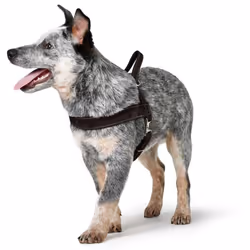Hunter Norwegian harness for Dogs Hunting, 60 x 77-110 cm, Black