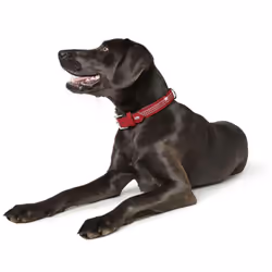 HUNTER Softie Deluxe Collar, X-Large, Red