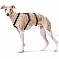 HUNTER Escape-proof harness Vario Rapid, L black, Nylon