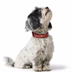Hunter Softie Deluxe Collar, 35, Red/Black