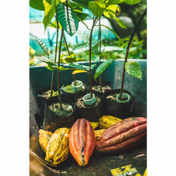 Hotel Chocolat Unbelievably Vegan Sleekster - 33 Cacao-Rich Chocolates, 330g - Suitable For Vegetarians & Vegans - Gifts For Birthday, Thank You,