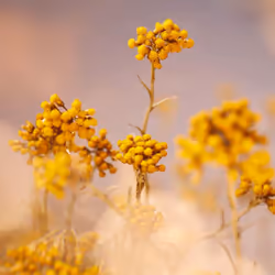 L'OCCITANE Immortelle Precious Emulsion 75ml | 8 Hour Hydration | Vegan & 99% Readily Biodegradable | Natural Alternative to Retinol | Luxury & Clean