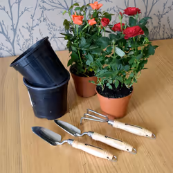 Spear & Jackson POTTING3PS 3 Piece Stainless Potting Tool Set, Silver