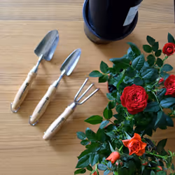 Spear & Jackson POTTING3PS 3 Piece Stainless Potting Tool Set, Silver