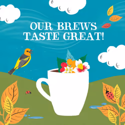 Clipper Latin American Organic Instant Decaf Coffee | 6 x 100g Jars | Bulk Buy Gourmet Decaffeinated Instant Coffee | Sustainable Fairtrade Arabica by