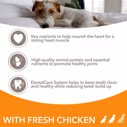 IAMS Complete Dry Dog Food for Senior 8+ Small and Medium Breeds with Chicken 12 kg