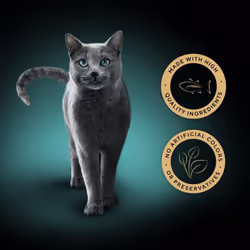 Sheba Classics Cat Food Wet - SOUP Cat Pouches with Tuna Fillets, 10 x 4 x 40g
