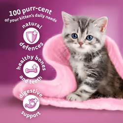 Whiskas Junior Chicken 7 kg Bag, Kitten Cat Dry Food - Pack May Vary