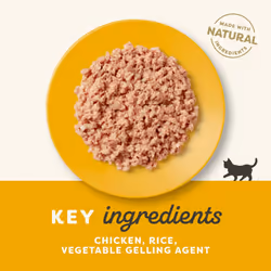 Applaws Natural Wet Kitten Food, Chicken Breast Cat Food Tin in Jelly 70g (Pack of 24 Tins)