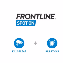 FRONTLINE Spot On Flea & Tick Treatment for Medium Dogs (10-20kg) - 6 Pipettes
