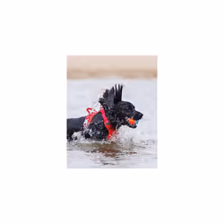 Chuckit! Amphibious Dog Balls Floating Dog Toy Fetch Balls Indoor and Outdoor Toys for Dogs - 3 Pack