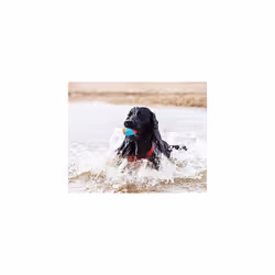 Chuckit! Amphibious Dog Balls Floating Dog Toy Fetch Balls Indoor and Outdoor Toys for Dogs - 3 Pack