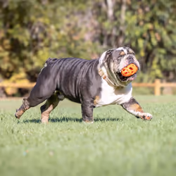 Chuckit! Air Fetch Dog Ball Durable Rubber Dog Toy, American Football Throw Toy, Easy Breathe Improve Playtime Stamina Fetch Toy for Dogs