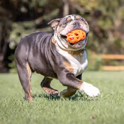 Chuckit! Air Fetch Dog Ball Durable Rubber Dog Toy, American Football Throw Toy, Easy Breathe Improve Playtime Stamina Fetch Toy for Dogs